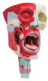鼻、口、咽喉腔分解模型